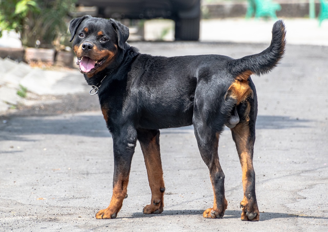 Tips for Reducing Shedding in Dogs